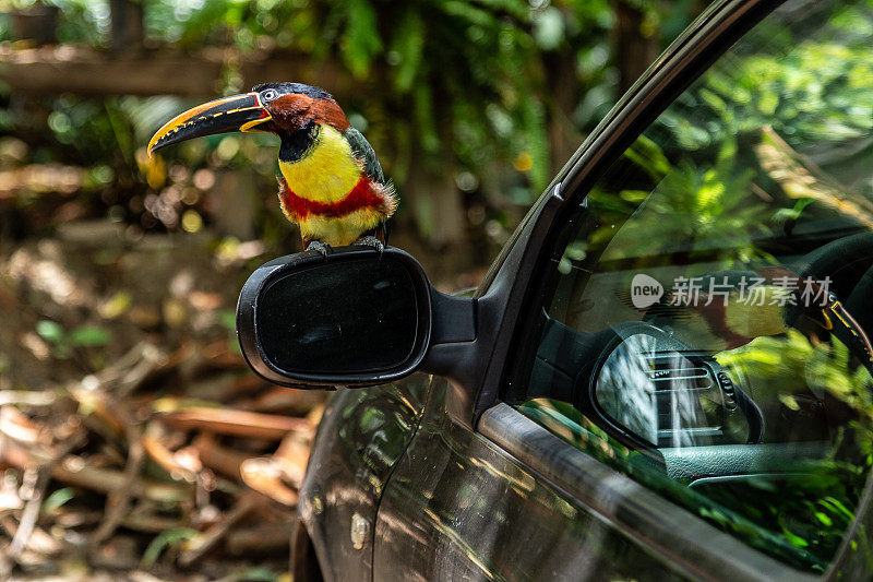 布朗aracari (pteroglossus)。